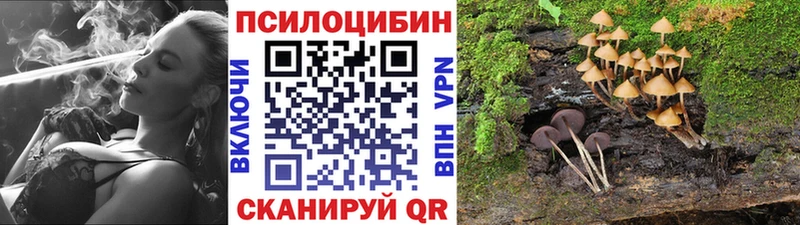 Галлюциногенные грибы Psilocybe  купить закладку  Урень 